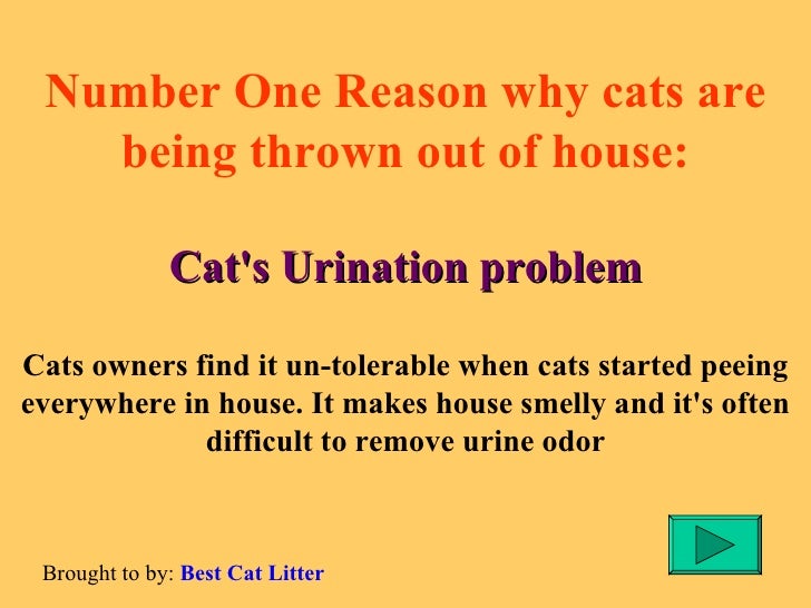 Does Cat Why Pee Everywhere My Does Cat Why Pee Everywhere My